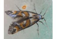 Epermenia pontificella
