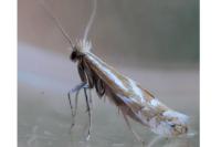 Phyllonorycter