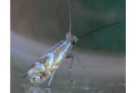 Phyllonorycter