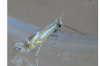 Phyllonorycter