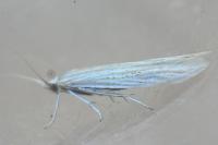 Coleophora