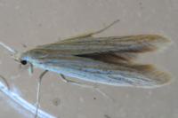 Coleophora