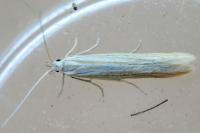 Coleophora