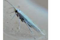 Coleophora