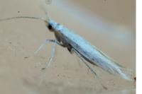 Coleophora
