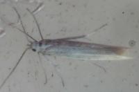 Coleophora