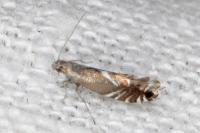Glyphipterix