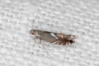 Glyphipterix