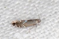 Glyphipterix