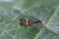 Nemophora degeerella