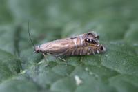 Glyphipterix thrasonella