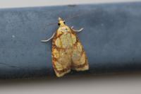 Acleris bergmanniana