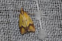 Agapeta zoegana