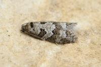 Cnephasia stephensiana