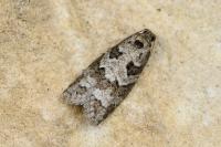 Cnephasia stephensiana