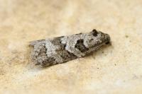 Cnephasia stephensiana