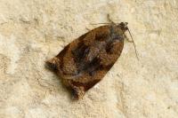 Archips crataegana