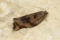 Archips crataegana