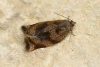Archips crataegana