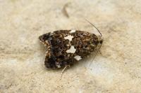 Olindia schumacherana