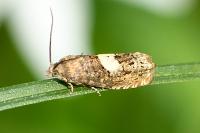 Epiblema sticticana