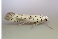 Yponomeuta irrorella
