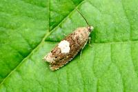Epiblema sticticana