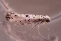 Yponomeuta plumbella