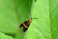 Nemophora degeerella