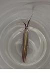 Coleophora mayrella