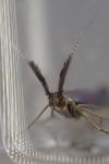 Coleophora mayrella
