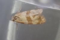 Phalonidia contractana