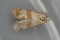 Phalonidia contractana