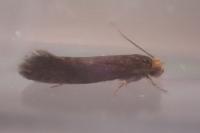 Cephimallota crassiflavella