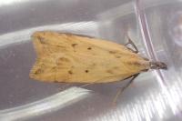 Dichomeris limosella