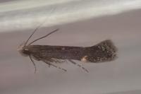 Aproaerema anthyllidella