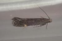 Aproaerema anthyllidella