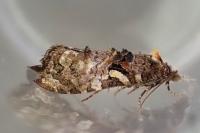 Phtheochroa rugosana