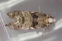 Phtheochroa rugosana