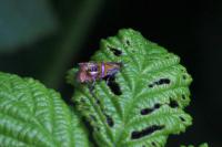 Olethreutes arcuella