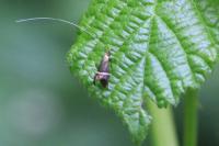 Adela australis