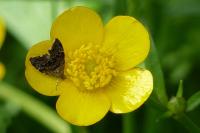 Anthophila fabriciana