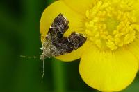 Anthophila fabriciana