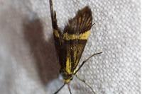 Nemophora degeerella