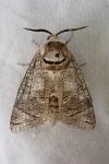 Cossus cossus