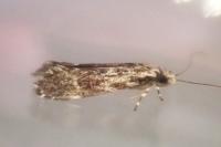 Dryadaula heindeli