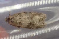 Cnephasia