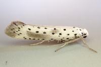 Yponomeuta irrorella