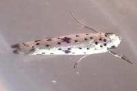 Yponomeuta plumbella