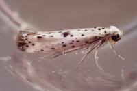 Yponomeuta plumbella